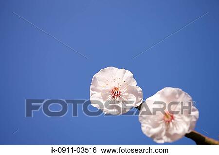 White Plum Flowers View Large Photo Image Stock Photograph - White Plum Flowers. Fotosearch