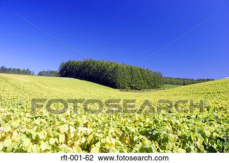 Wide Field View Large Photo Image Stock Image - Wide Field. Fotosearch