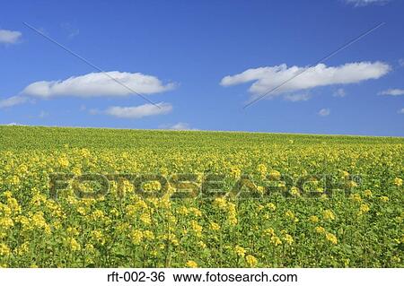 Wide Field View Large Photo Image Stock Photograph - Wide Field. Fotosearch