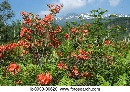 Stock Image - Wild Red Flowers and Snowy Covered Mountains in Forest. Fotosearch