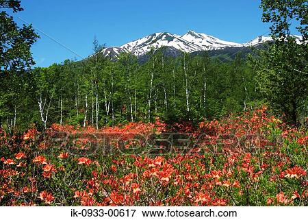 Wild Red Flowers and Snowy Covered Mountains in Forest View Large Photo Image Stock Photo - Wild Red Flowers and Snowy Covered Mountains in Forest. Fotosearch