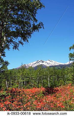 Wild Red Flowers and Snowy Covered Mountains in Forest View Large Photo Image Stock Photo - Wild Red Flowers and Snowy Covered Mountains in Forest. Fotosearch