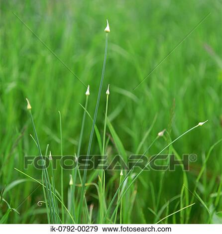 Stock Photo - Wild Rocambole in Field. Fotosearch