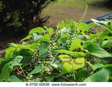 Wild Yam Growing in Wilderness View Large Photo Image Stock Photograph - Wild Yam Growing in Wilderness. Fotosearch