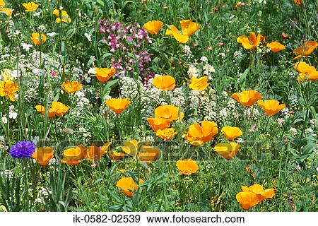Wildflowers Growing in Garden View Large Photo Image Stock Photo - Wildflowers Growing in Garden. Fotosearch