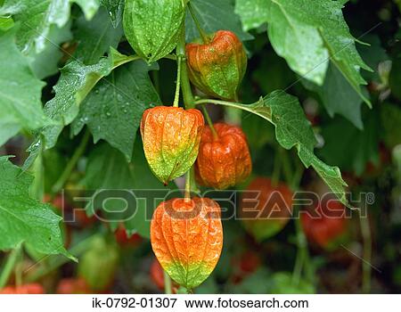 Winter Cherry Twig with Fruits View Large Photo Image Stock Photo - Winter Cherry Twig with Fruits. Fotosearch