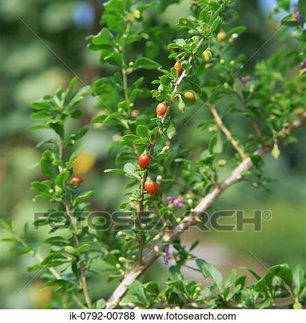 Wolfberry Twig with Fruit View Large Photo Image Stock Photo - Wolfberry Twig with Fruit. Fotosearch