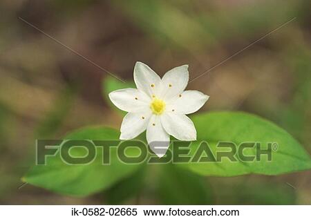 Wood Anemone View Large Photo Image Stock Photography - Wood Anemone. Fotosearch