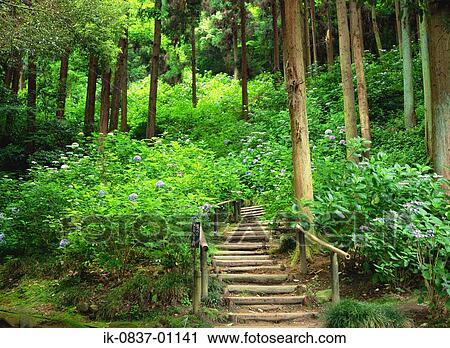 Wooden steps leading to forest View Large Photo Image Stock Image - Wooden steps leading to forest. Fotosearch