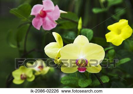 Stock Photograph - Yellow and pink flowers. Fotosearch
