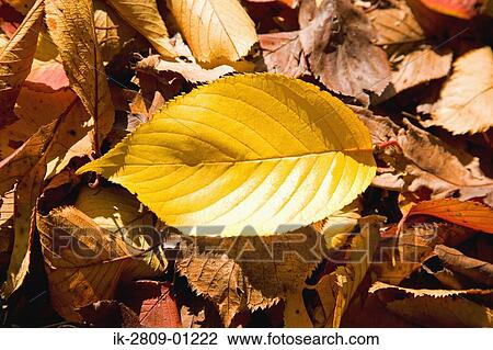 Stock Image - Yellow Autumn Leaf. Fotosearch