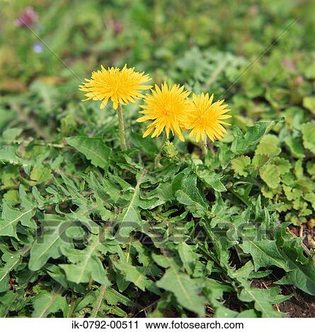 Stock Image - Yellow Dandelion Flowers Growing in Field. Fotosearch