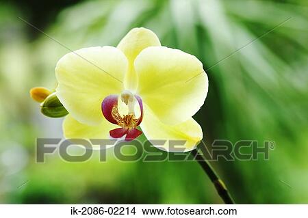 Yellow flower with red pistil View Large Photo Image Picture - Yellow flower with red pistil. Fotosearch