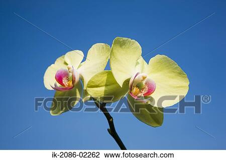 Stock Image - Yellow flowers against blue sky. Fotosearch