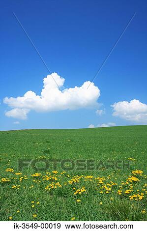 Stock Photo - Yellow flowers blooming in a field. Fotosearch