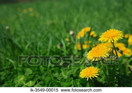 Yellow flowers blossoming View Large Photo Image Stock Photography - Yellow flowers blossoming. Fotosearch