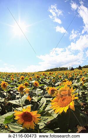 Stock Image - Yellow flowers growing in a field. Fotosearch