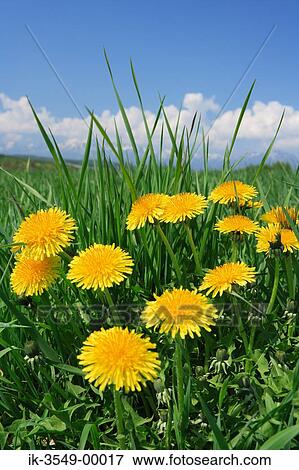 Yellow flowers in a meadow View Large Photo Image Stock Photo - Yellow flowers in a meadow. Fotosearch