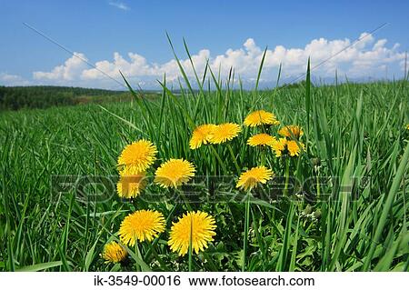 Yellow flowers in a meadow View Large Photo Image Stock Photograph - Yellow flowers in a meadow. Fotosearch