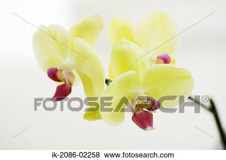Yellow flowers View Large Photo Image Stock Photo - Yellow flowers. Fotosearch