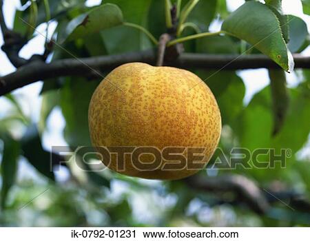Yellow Fruit Growing on Tree View Large Photo Image Stock Image - Yellow Fruit Growing on Tree. Fotosearch