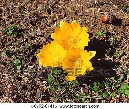 Yellow Fukuju Grass Blooming on Ground View Large Photo Image Stock Photography - Yellow Fukuju Grass Blooming on Ground. Fotosearch