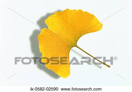 Yellow Gingko Leaf on White Background View Large Photo Image Stock Image - Yellow Gingko Leaf on White Background. Fotosearch
