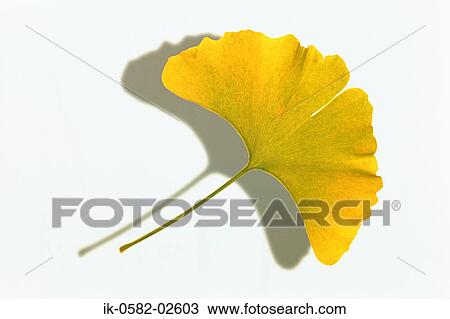 Yellow Gingko Leaf on White Background View Large Photo Image Stock Image - Yellow Gingko Leaf on White Background. Fotosearch