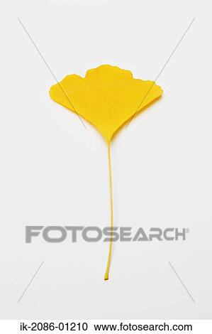 Yellow Gingko Leaf on White Background View Large Photo Image Stock Image - Yellow Gingko Leaf on White Background. Fotosearch