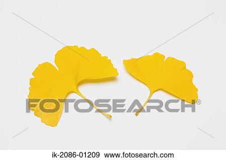 Yellow Gingko Leaves on White Background View Large Photo Image Stock Photo - Yellow Gingko Leaves on White Background. Fotosearch