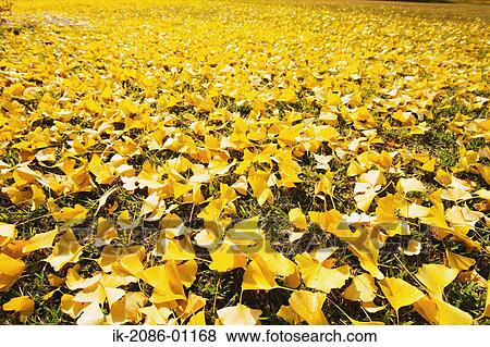 Yellow Ginkgo Leaves on Ground View Large Photo Image Stock Photo - Yellow Ginkgo Leaves on Ground. Fotosearch