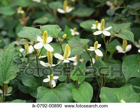 Yellow Green Flowers with White Petals View Large Photo Image Stock Image - Yellow Green Flowers with White Petals. Fotosearch