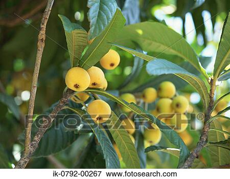 Yellow Loquat Fruits on Tree View Large Photo Image Stock Photo - Yellow Loquat Fruits on Tree. Fotosearch