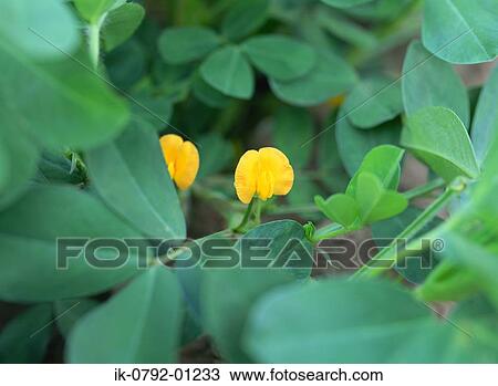 Yellow Peanut Flower Blooming in Garden View Large Photo Image Stock Image - Yellow Peanut Flower Blooming in Garden. Fotosearch