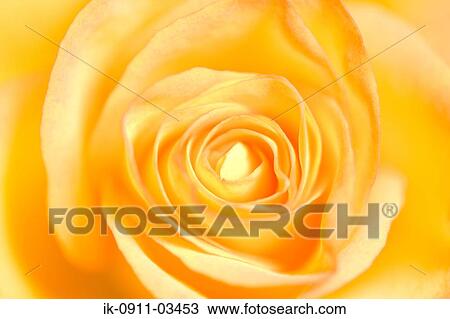 Yellow Rose Flower Blooming in Springtime View Large Photo Image Stock Image - Yellow Rose Flower Blooming in Springtime. Fotosearch