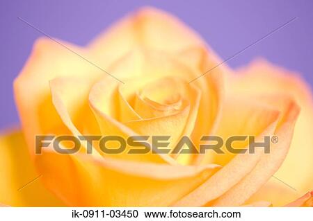 Stock Image - Yellow Rose Flower Blossoms. Fotosearch