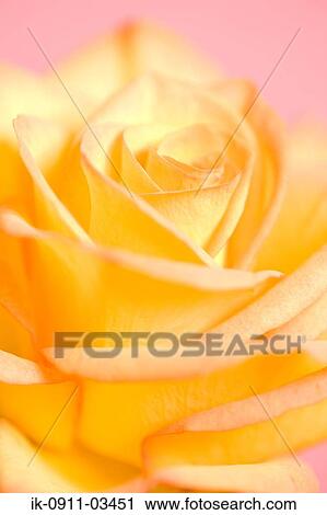 Yellow Rose Flower Blossoms View Large Photo Image Stock Image - Yellow Rose Flower Blossoms. Fotosearch