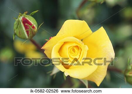 Yellow Rose with Rose Bud View Large Photo Image Stock Photograph - Yellow Rose with Rose Bud. Fotosearch