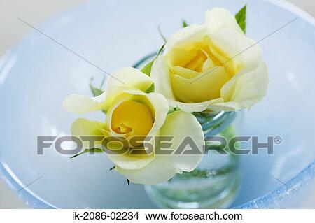 Picture - Yellow roses in a vase. Fotosearch