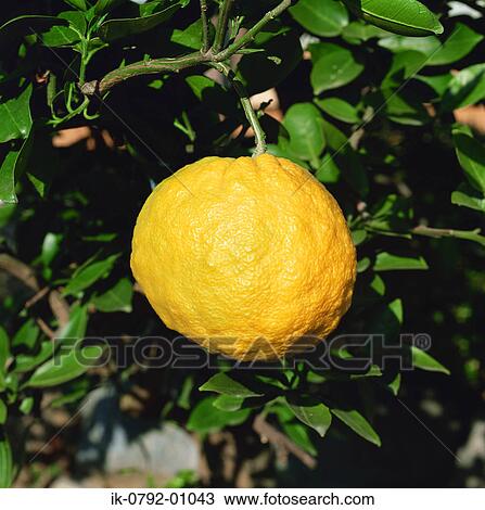 Yellow Yuzu Citron Growing on Tree View Large Photo Image Stock Image - Yellow Yuzu Citron Growing on Tree. Fotosearch