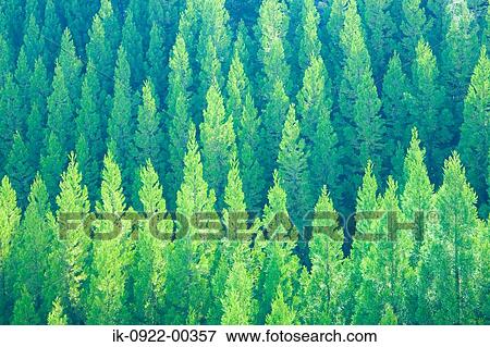 Yellowish Green Leaves Growing View Large Photo Image Stock Photo - Yellowish Green Leaves Growing. Fotosearch