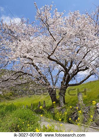 Stock Photograph - Yoshino Cherry Tree in Spring. Fotosearch