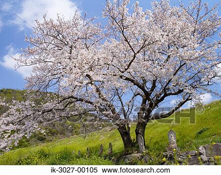 Yoshino Cherry Tree in Spring View Large Photo Image Stock Photography - Yoshino Cherry Tree in Spring. Fotosearch