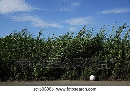 Soccer Ball By The Side of a Road View Large Photo Image Stock Photography - Soccer Ball By The Side of a Road. Fotosearch