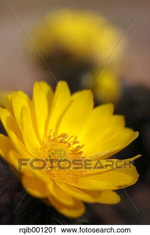 Stock Image - Adonis flower. Fotosearch