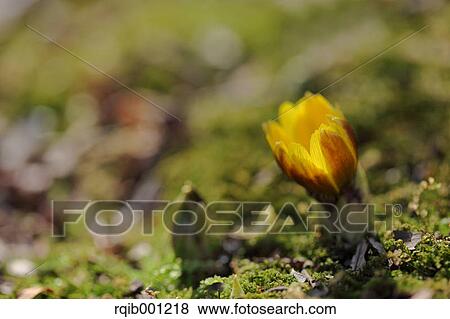 Stock Photo - Adonis flower. Fotosearch