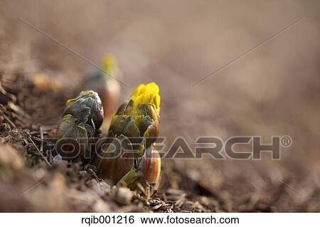 Stock Photograph - Adonis flower. Fotosearch