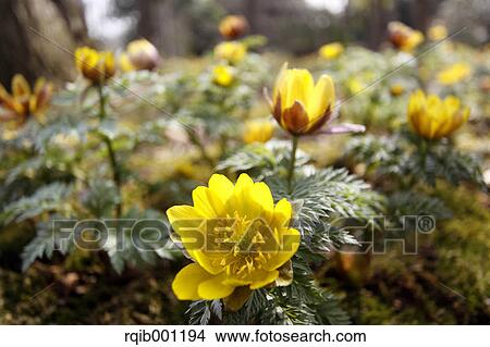 Picture - Adonis flowers. Fotosearch