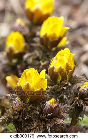 Adonis flowers View Large Photo Image Stock Photo - Adonis flowers. Fotosearch