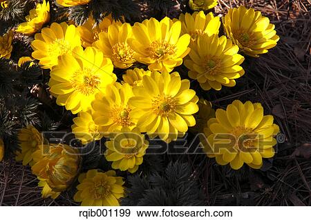 Stock Photo - Adonis flowers. Fotosearch